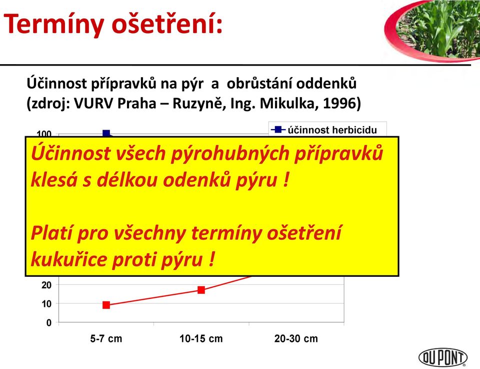 Mikulka, 1996) 100 90 regenerace oddenků 80 pýru klesá s délkou odenků pýru!