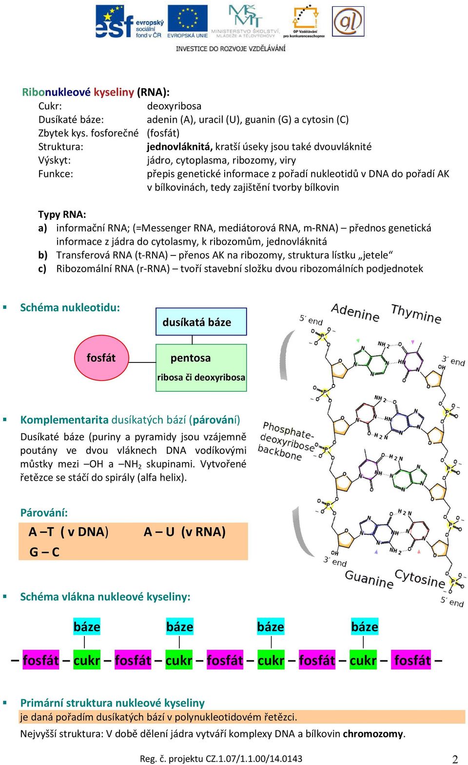 bílkovinách, tedy zajištění tvorby bílkovin Typy RNA: a) informační RNA; (=Messenger RNA, mediátorová RNA, m-rna) přednos genetická informace z jádra do cytolasmy, k ribozomům, jednovláknitá b)