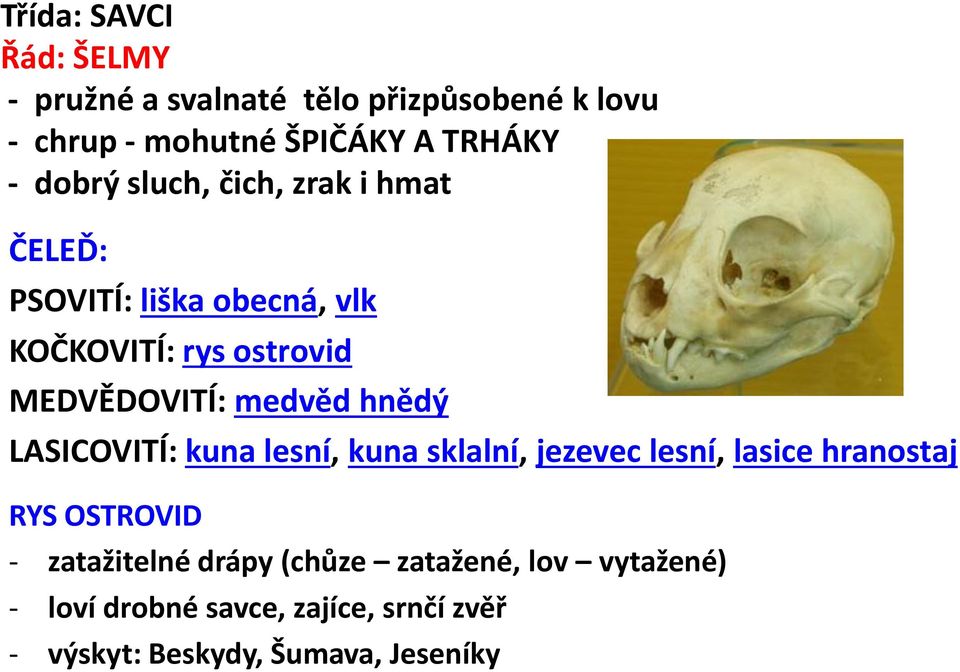 medvěd hnědý LASICOVITÍ: kuna lesní, kuna sklalní, jezevec lesní, lasice hranostaj RYS OSTROVID -