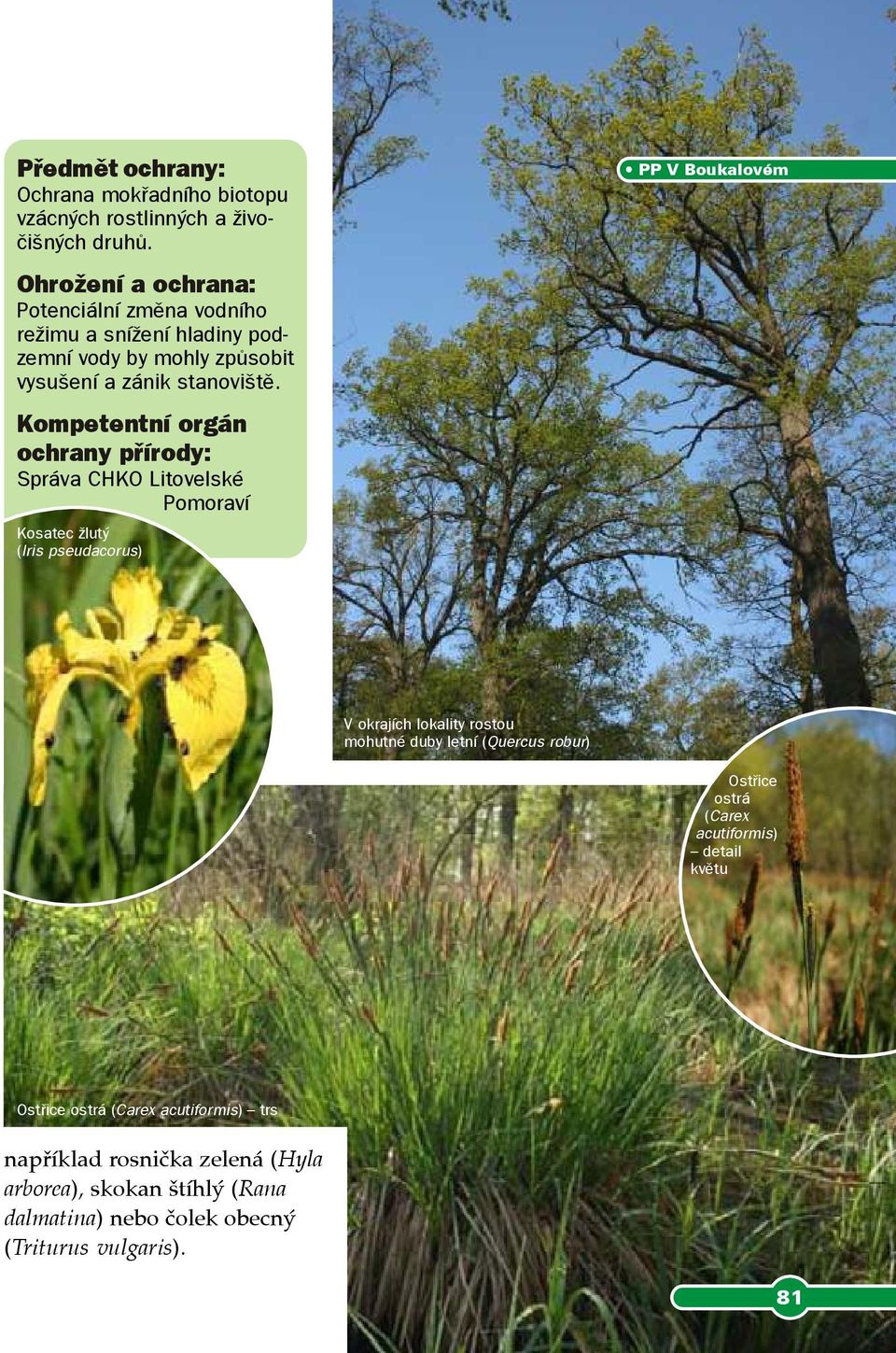 žlutý (Iris pseudacorus) PP V Boukalovém V okrajích lokality rostou mohutné duby letní (Quercus robur) Ostřice ostrá (Carex acutiformis) detail