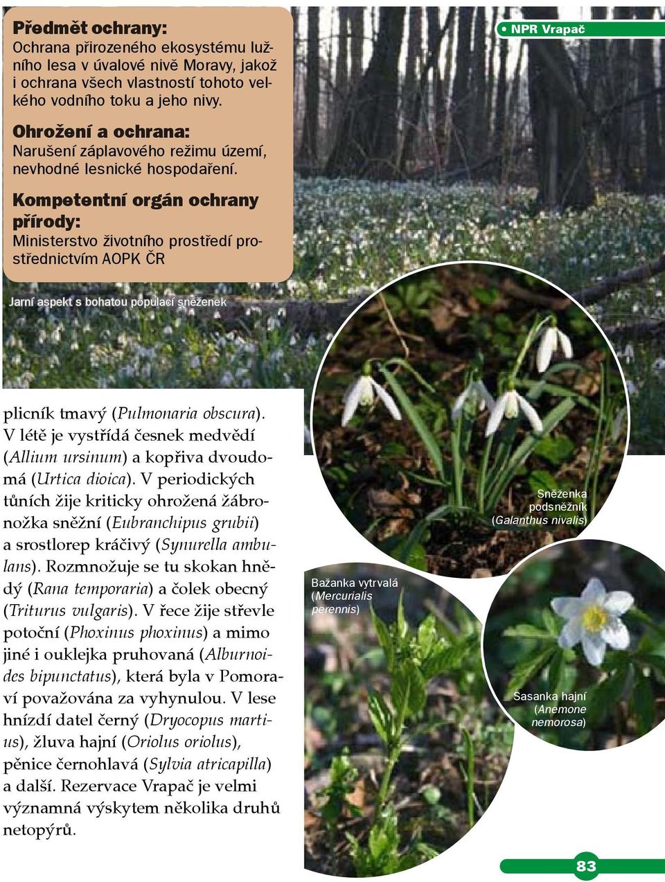 tmavý (Pulmonaria obscura) V létě je vystřídá česnek medvědí (Allium ursinum) a kopřiva dvoudomá (Urtica dioica) V periodických tůních žije kriticky ohrožená žábronožka sněžní (Eubranchipus grubii) a