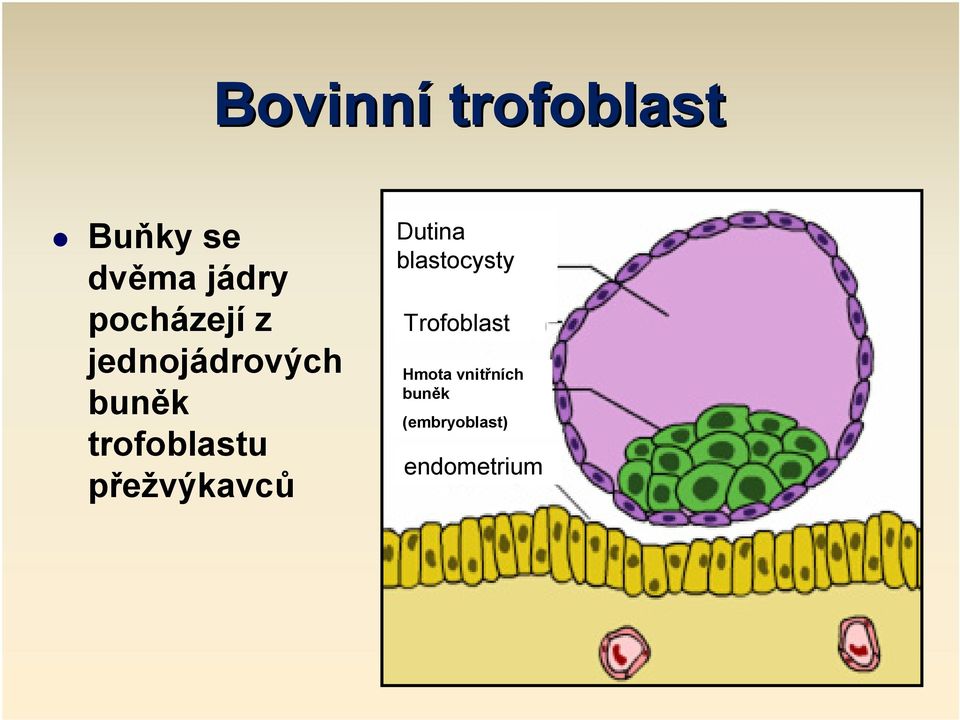 trofoblastu přežvýkavců Dutina blastocysty