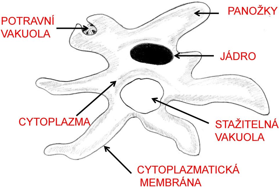 CYTOPLAZMA STAŽITELNÁ