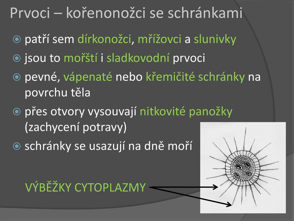 křemičité schránky na povrchu těla přes otvory vysouvají nitkovité