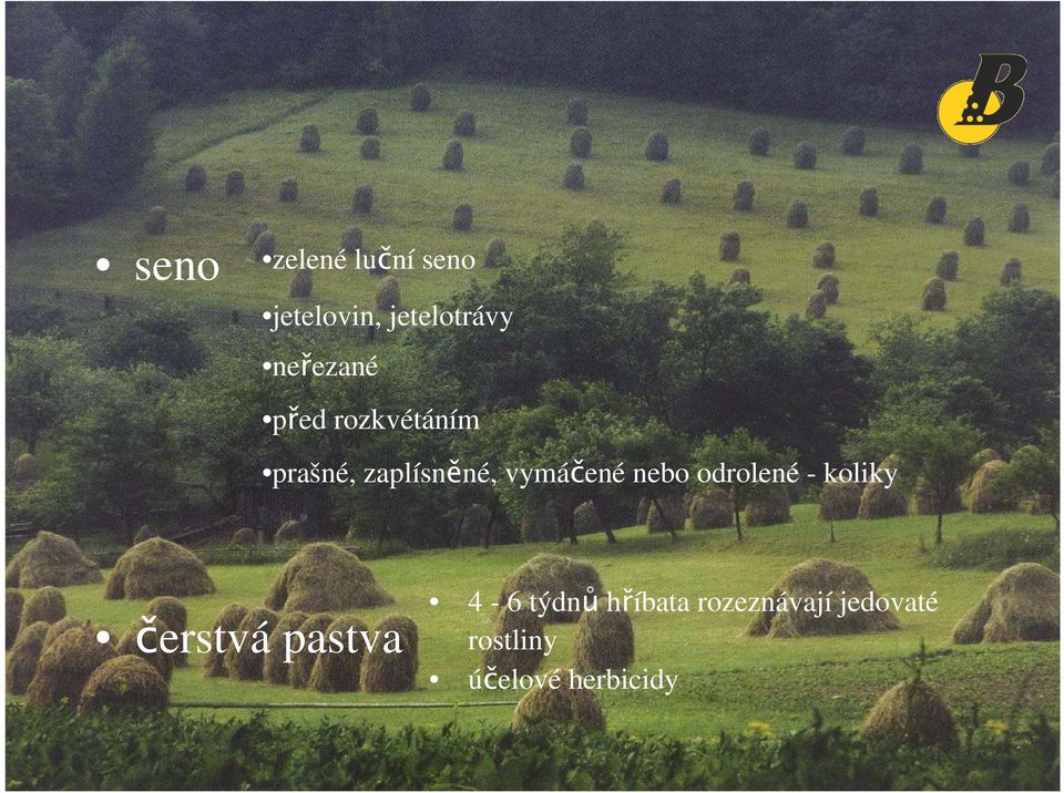 zaplísnné, vymáené nebo odrolené - koliky erstvá