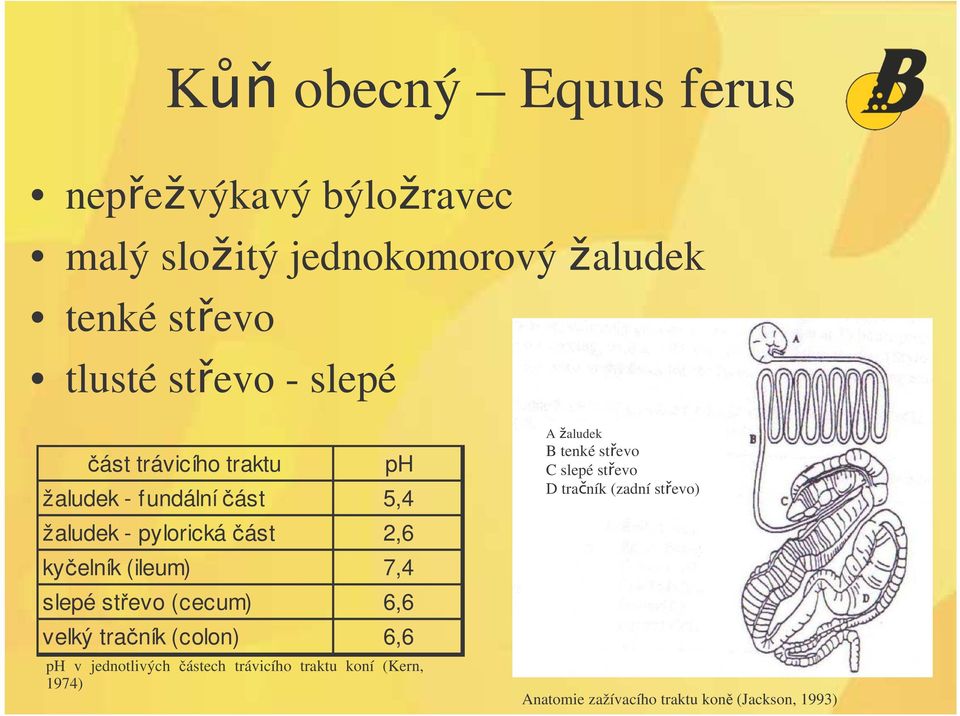 slepé stevo (cecum) 6,6 velký traník (colon) 6,6 ph v jednotlivých ástech trávicího traktu koní (Kern,