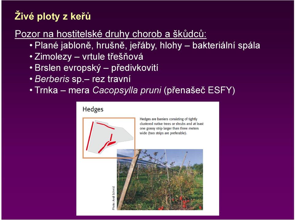 spála Zimolezy vrtule třešňová Brslen evropský předivkovití