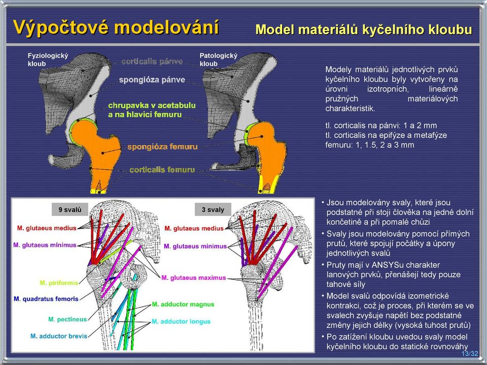 5, 2 a 3 mm 9 svalů 3 svaly Jsou modelovány svaly, které jsou podstatné při stoji člověka na jedné dolní končetině a při pomalé chůzi Svaly jsou modelovány pomocí přímých prutů, které spojují počátky