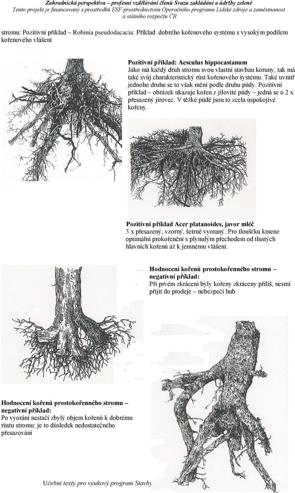 Pozitivní příklad obrázek ukazuje kořen z jílovité půdy jedná se o 2 x přesazený jírovec. V těžké půdě jsou to zcela uspokojivé kořeny.