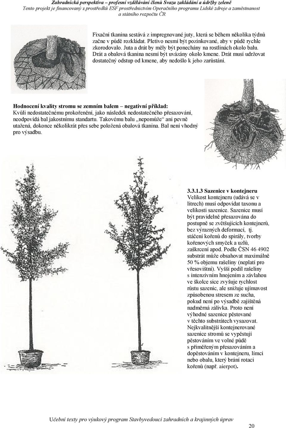 Hodnocení kvality stromu se zemním balem negativní příklad: Kvůli nedostatečnému prokořenění, jako následek nedostatečného přesazování, neodpovídá bal jakostnímu standartu.