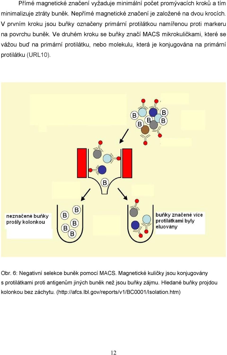 Ve druhém kroku se buňky značí MACS mikrokuličkami, které se vážou buď na primární protilátku, nebo molekulu, která je konjugována na primární protilátku (URL10). Obr.