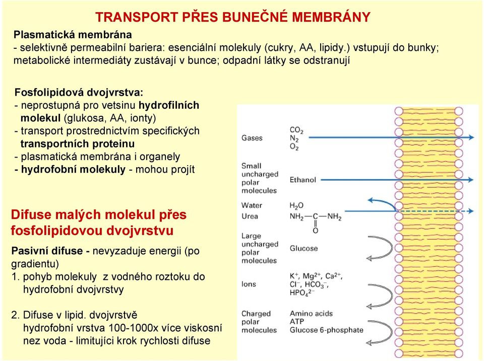ionty) - transport prostrednictvím specifických transportních proteinu - plasmatická membrána i organely - hydrofobní molekuly - mohou projít Difuse malých molekul přes