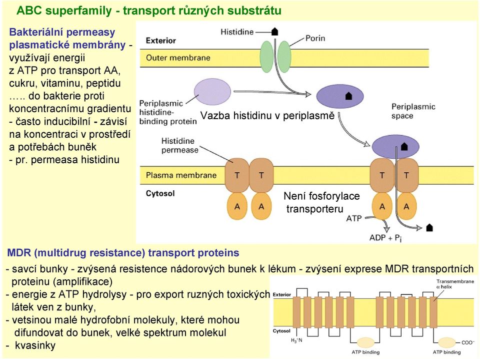 permeasa histidinu Vazba histidinu v periplasmě Není fosforylace transporteru MDR (multidrug resistance) transport proteins - savcí bunky - zvýsená resistence nádorových bunek