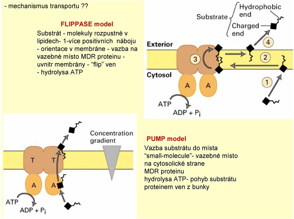 orientace v membráne - vazba na vazebné místo MDR proteinu - uvnitr membrány - flip ven