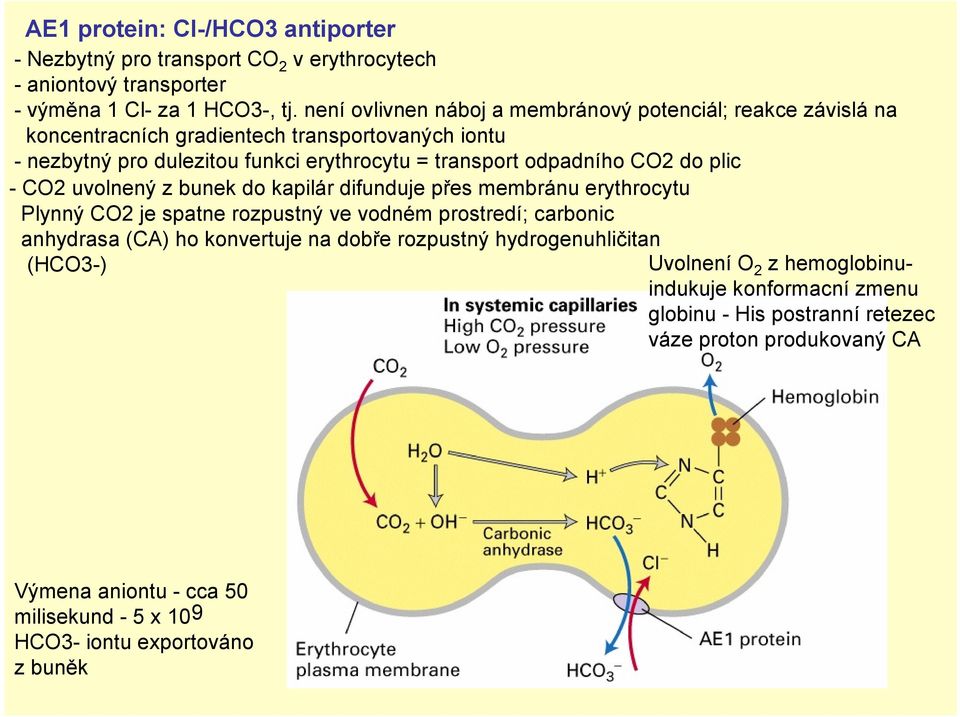 CO2 do plic - CO2 uvolnený z bunek do kapilár difunduje přes membránu erythrocytu Plynný CO2 je spatne rozpustný ve vodném prostredí; carbonic anhydrasa (CA) ho konvertuje na