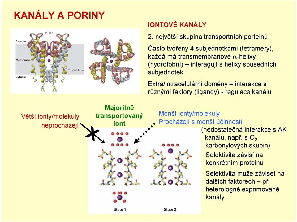 sousedních subjednotek Extra/intracelulární domény interakce s různými faktory (ligandy) - regulace kanálu Větší ionty/molekuly neprocházejí X