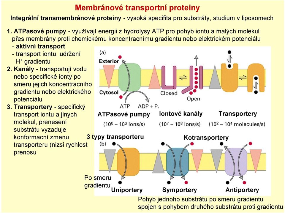 iontu, udržení H + gradientu 2. Kanály - transportují vodu nebo specifické ionty po smeru jejich koncentracního gradientu nebo elektrického potenciálu 3.