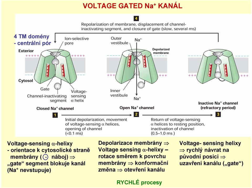 membrány Voltage sensing α-helixy rotace směrem k povrchu membrány konformační změna otevření