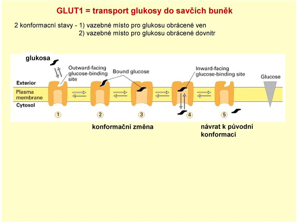obrácené ven 2) vazebné místo pro glukosu obrácené