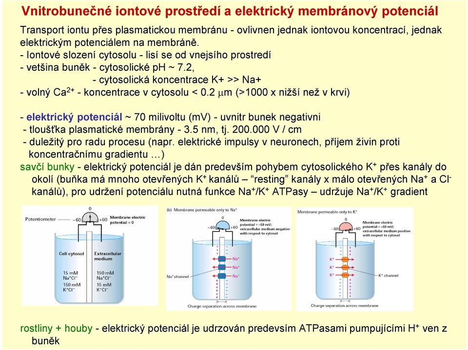 2 μm (>1000 x nižší než v krvi) - elektrický potenciál ~ 70 milivoltu (mv) - uvnitr bunek negativni - tloušťka plasmatické membrány - 3.5 nm, tj. 200.000 V / cm - duležitý pro radu procesu (napr.