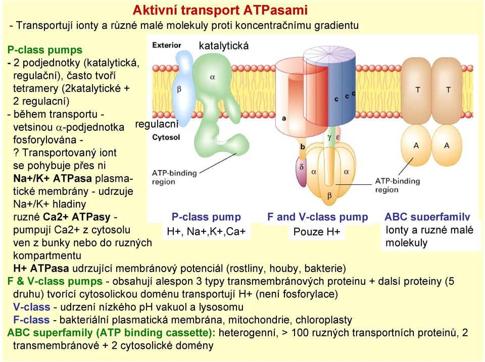 Transportovaný iont se pohybuje přes ni Na+/K+ ATPasa plasmatické membrány - udrzuje Na+/K+ hladiny ruzné Ca2+ ATPasy - pumpují Ca2+ z cytosolu ven z bunky nebo do ruzných kompartmentu regulacní