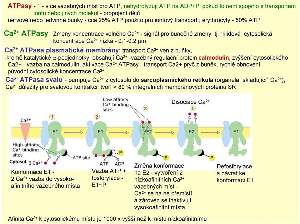 2 μm Ca 2+ ATPasa plasmatické membrány: transport Ca 2+ ven z buňky, -kromě katalytické α-podjednotky, obsahují Ca 2+ -vazebný regulační protein calmodulin, zvýšení cytosolického Ca2+ - vazba na