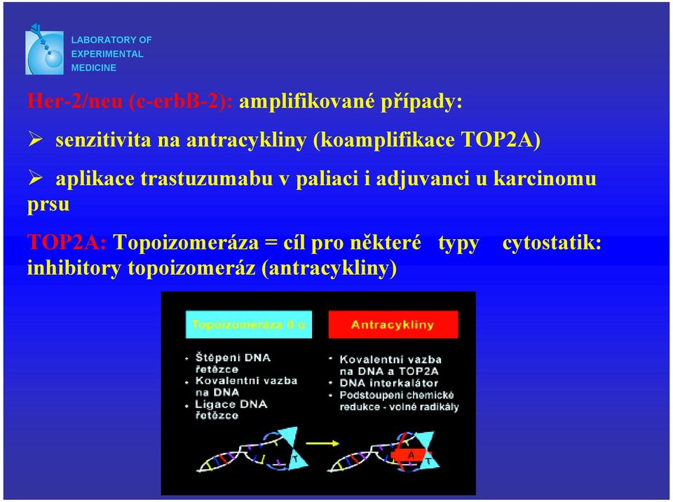 trastuzumabu v paliaci i adjuvanci u karcinomu prsu TOP2A: