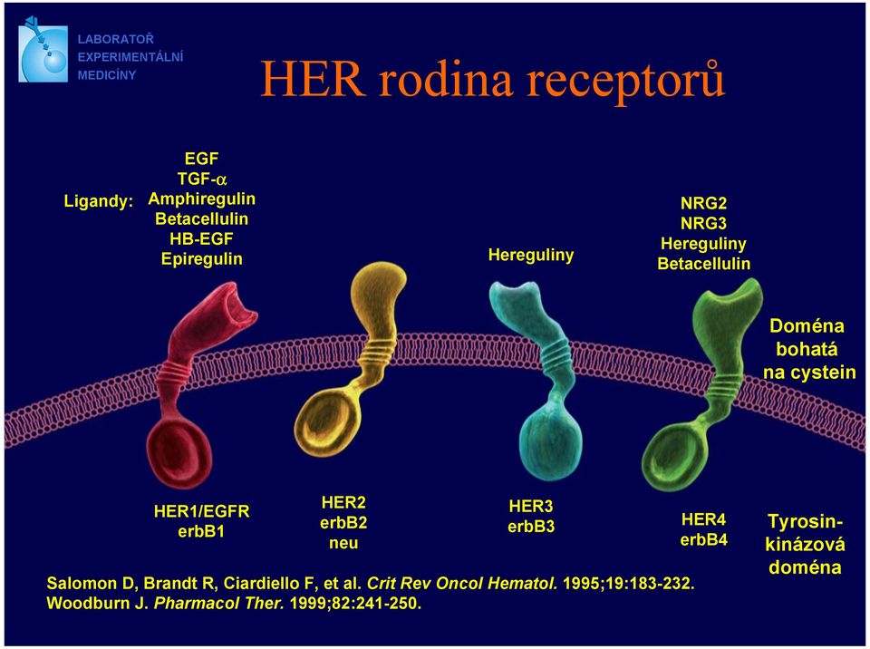 HER2 erbb2 neu HER3 erbb3 Salomon D, Brandt R, Ciardiello F, et al.