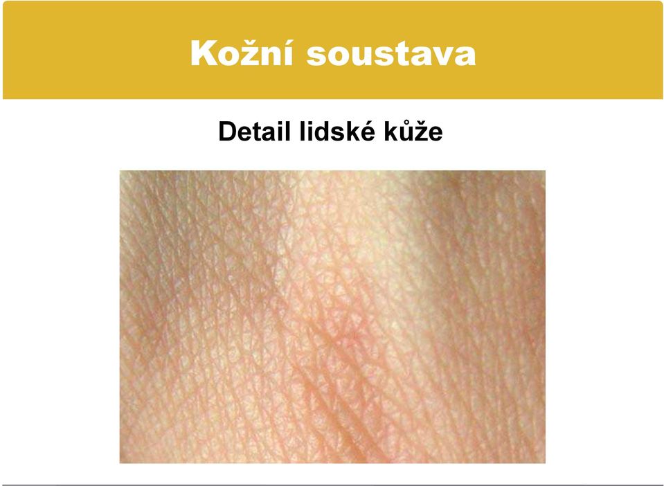 kůže