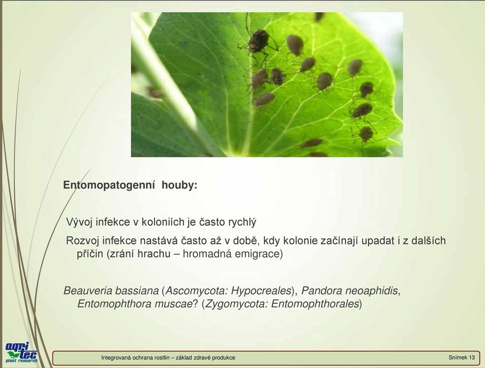 emigrace) Beauveria bassiana (Ascomycota: Hypocreales), Pandora neoaphidis, Entomophthora