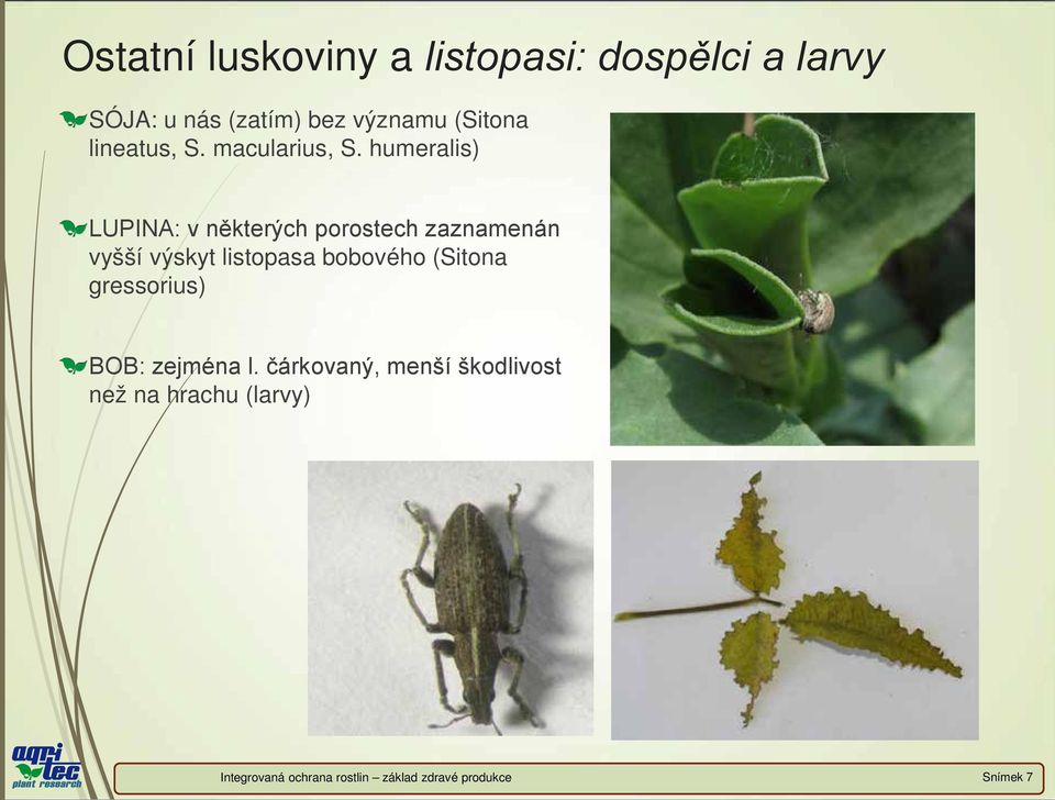 humeralis) LUPINA: v některých porostech zaznamenán vyšší výskyt listopasa bobového