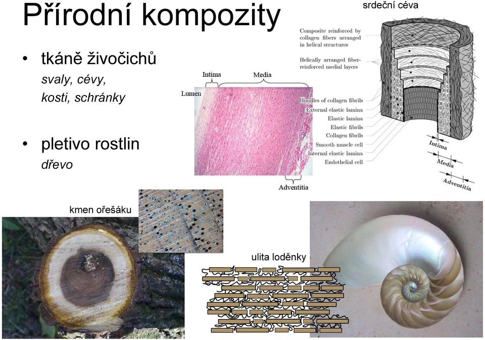 kosti, schránky pletivo rostlin