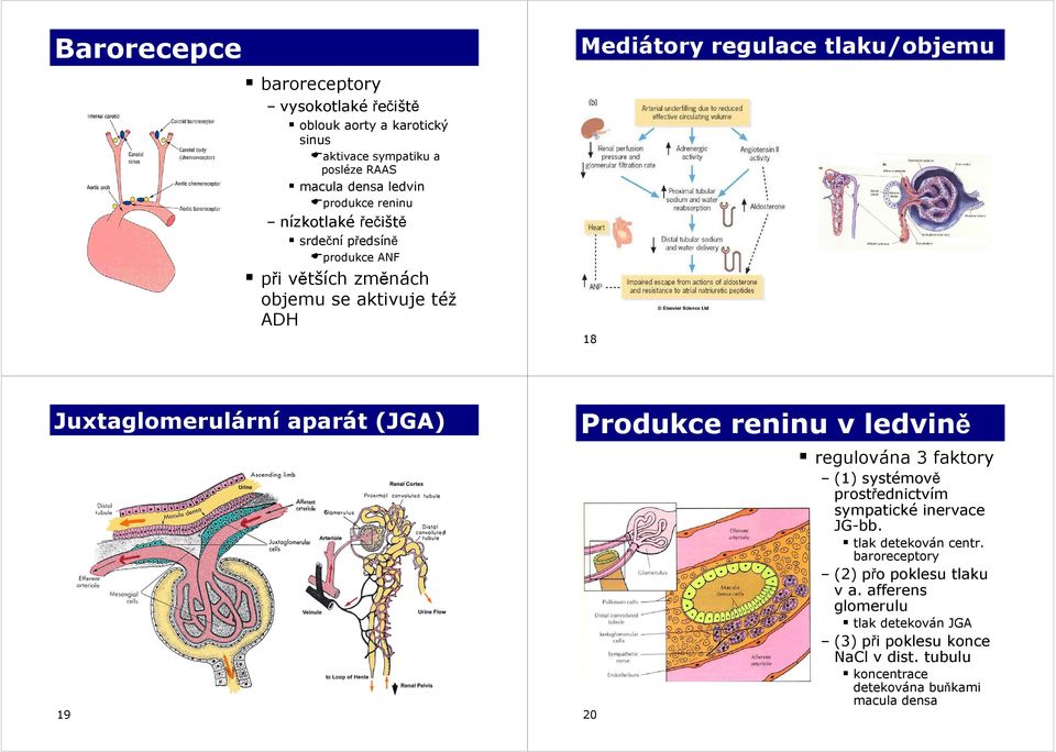 aparát (JGA) 19 Produkce reninu v ledvině regulována 3 faktory (1) systémově prostřednictvím sympatické inervace JG-bb. tlak detekován centr.