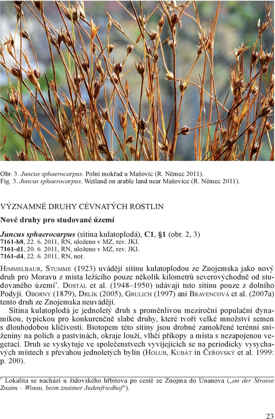 Himmelbaur, Stumme (1923) uvádějí sítinu kulatoplodou ze Znojemska jako nový druh pro Moravu z místa ležícího pouze několik kilometrů severovýchodně od studovaného území*. Dostál et al.