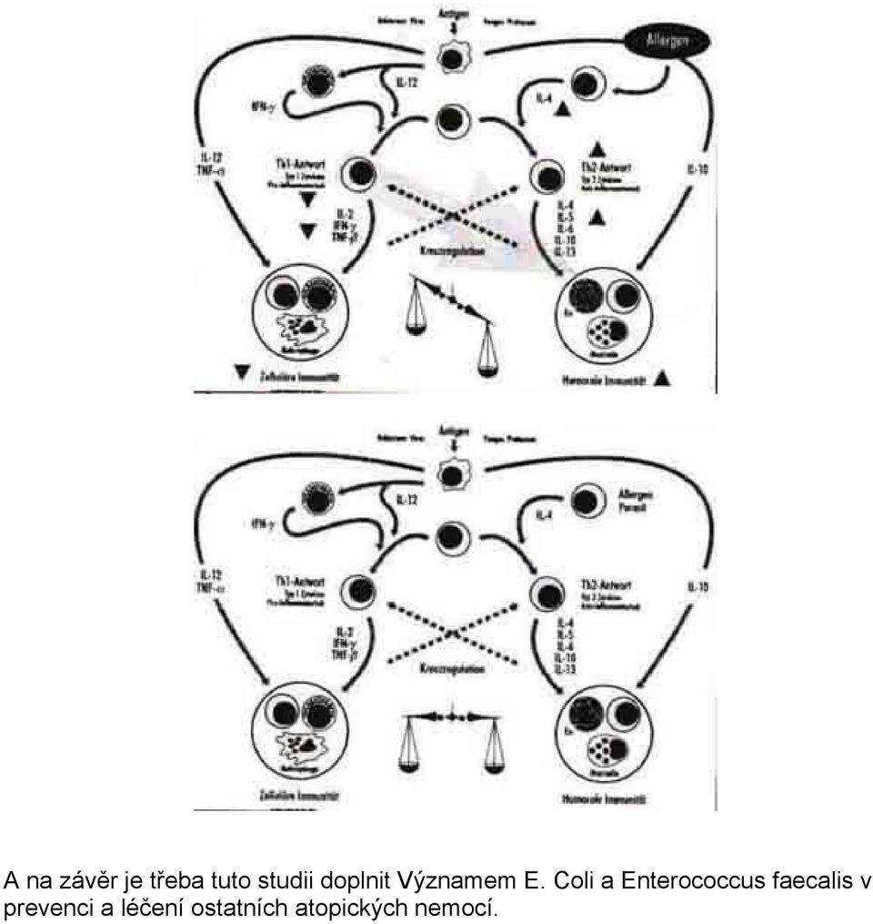 Coli a Enterococcus faecalis v