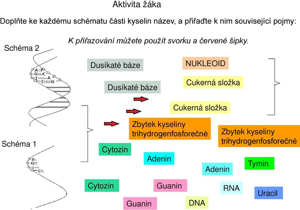 Dusíkaté báze Dusíkaté báze NUKLEOID Cukerná složka Schéma 1 Cytozin Zbytek kyseliny