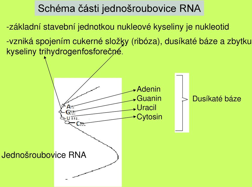 (ribóza), dusíkaté báze a zbytku kyseliny