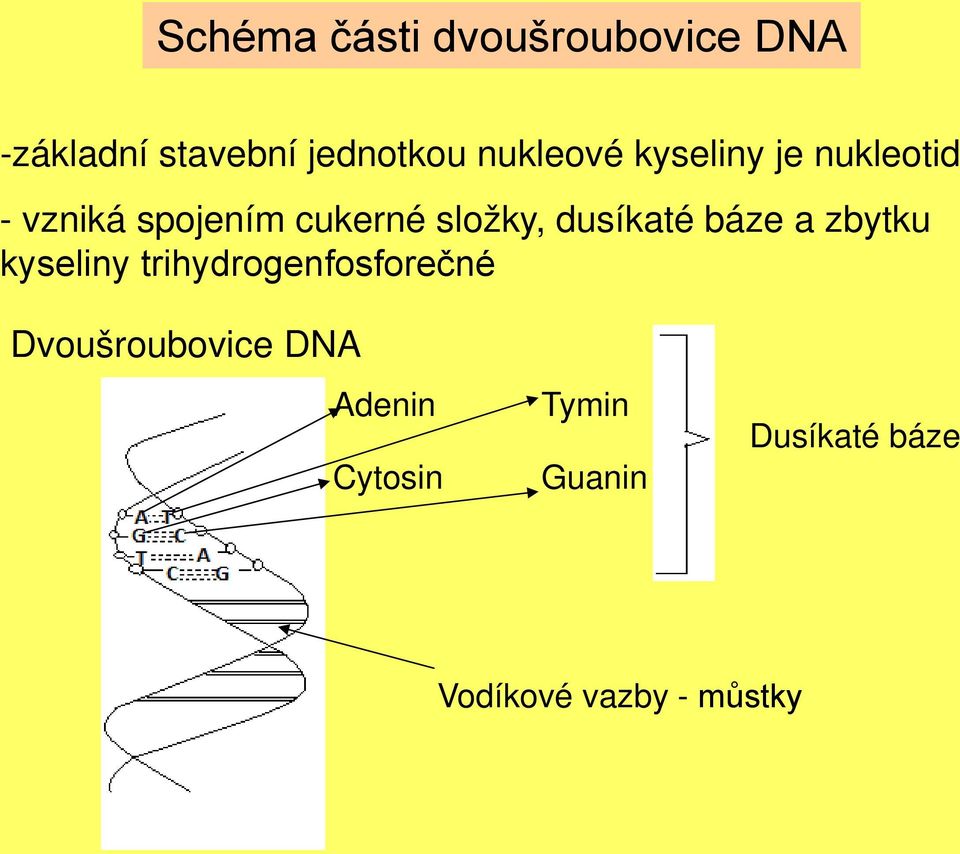 dusíkaté báze a zbytku kyseliny trihydrogenfosforečné