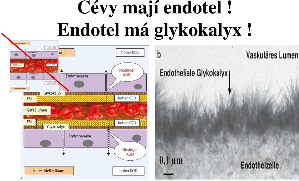 Endotel má