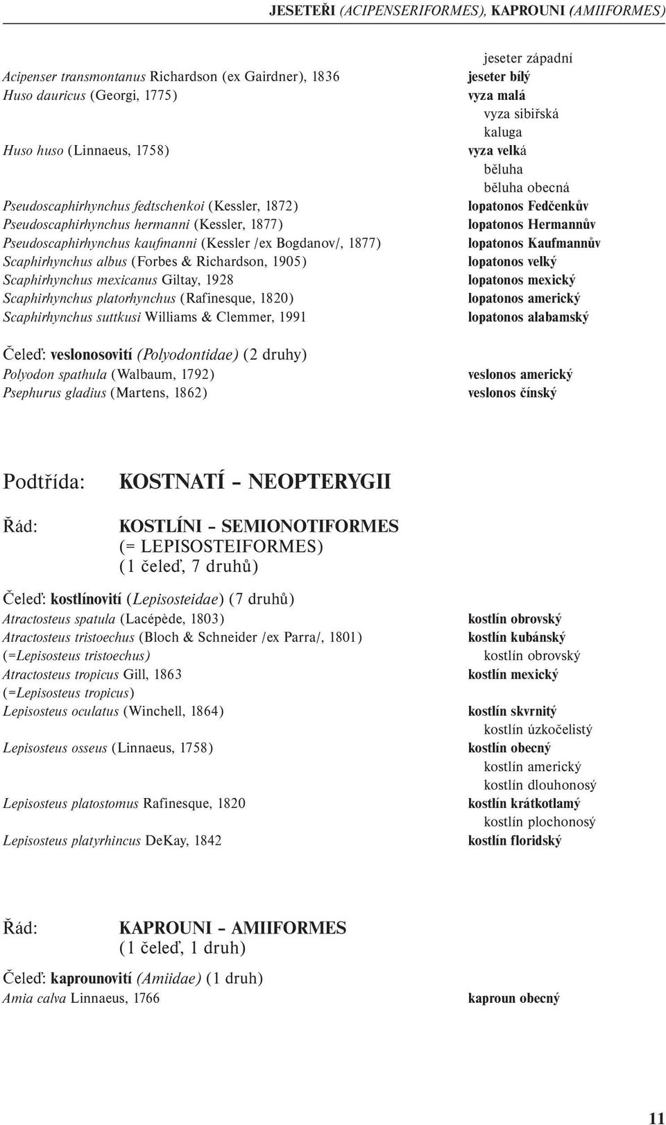 Giltay, 1928 Scaphirhynchus platorhynchus (Rafinesque, 1820) Scaphirhynchus suttkusi Williams & Clemmer, 1991 Čeleď: veslonosovití (Polyodontidae) (2 druhy) Polyodon spathula (Walbaum, 1792)