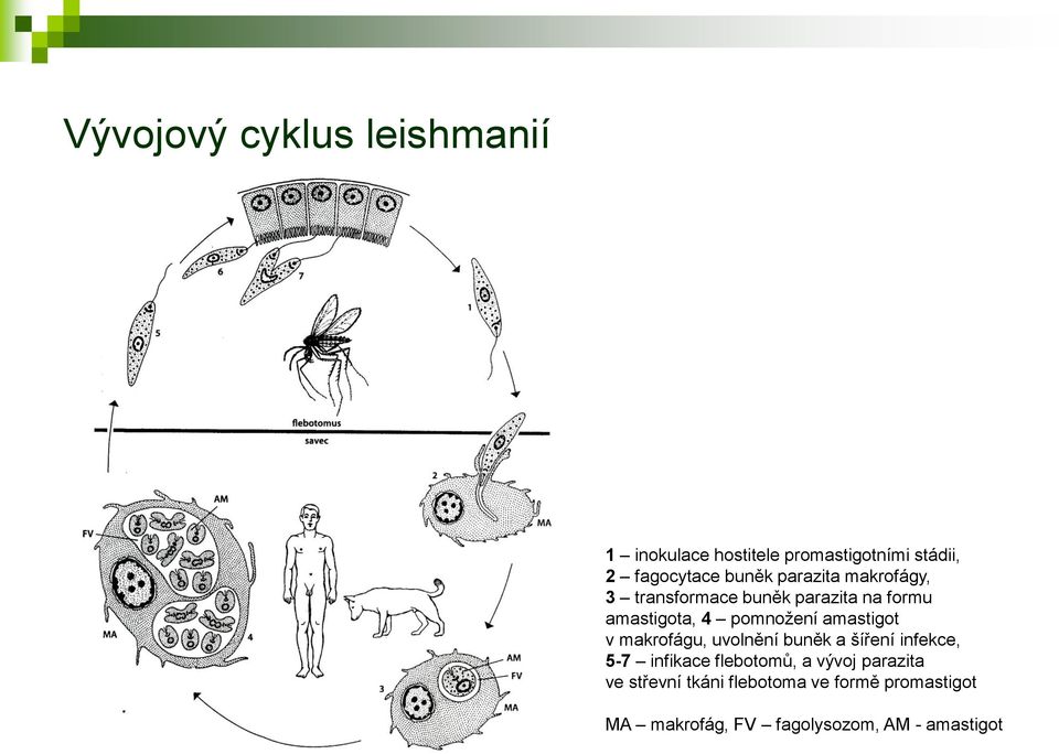 amastigot v makrofágu, uvolnění buněk a šíření infekce, 5-7 infikace flebotomů, a vývoj