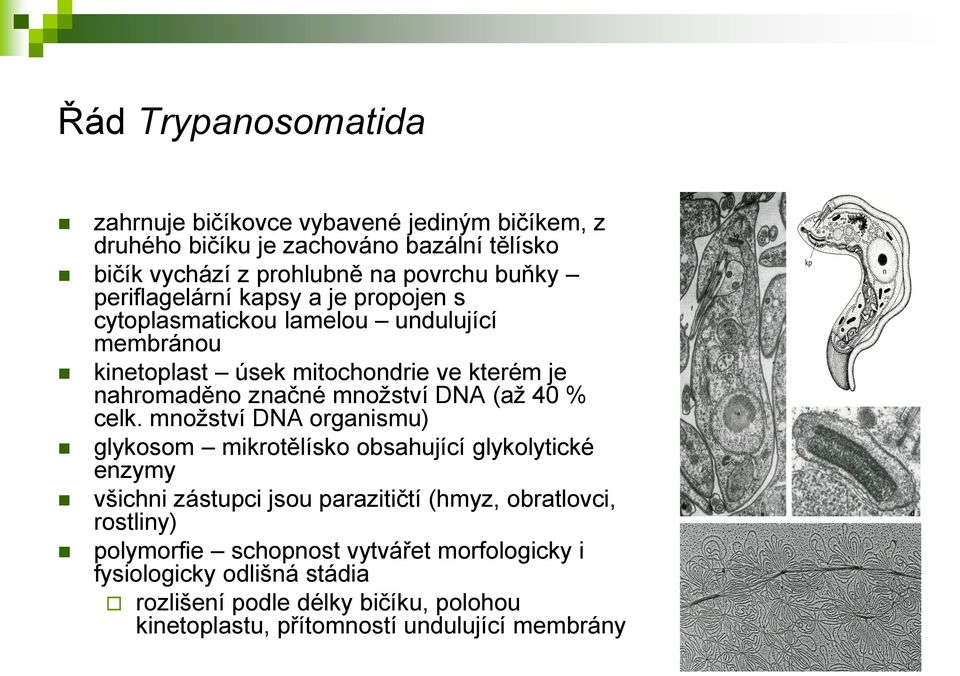 DNA (až 40 % celk.