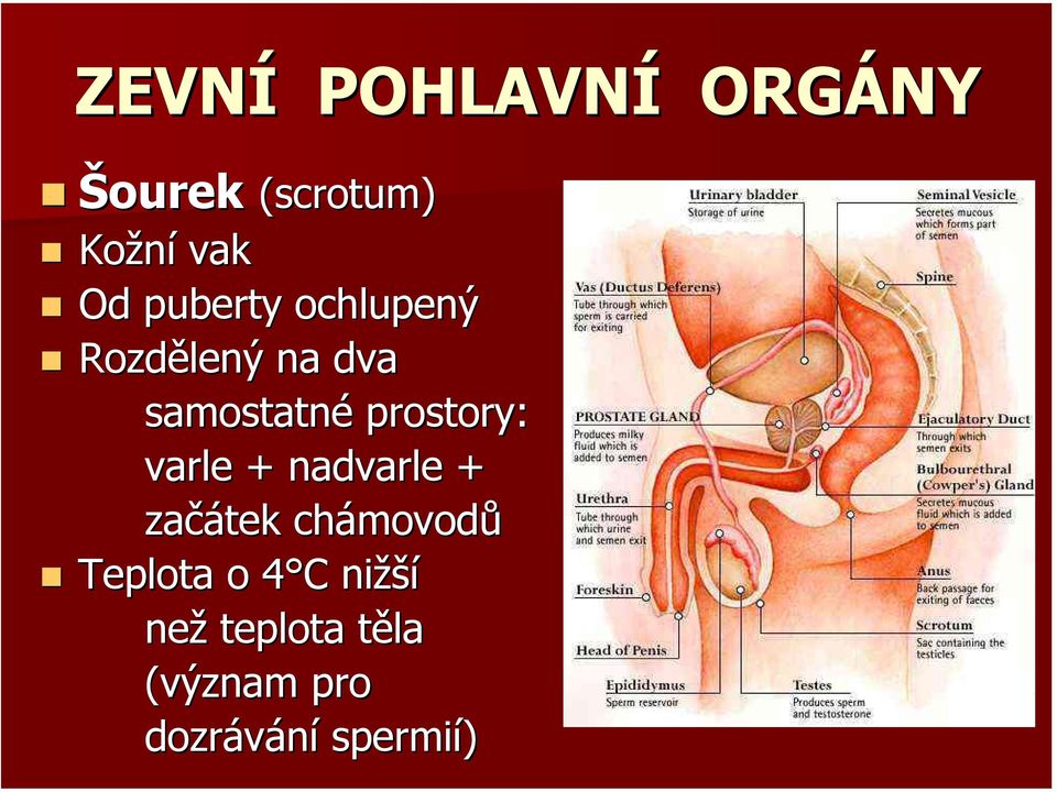 varle + nadvarle + začátek chámovod movodů Teplota o 4