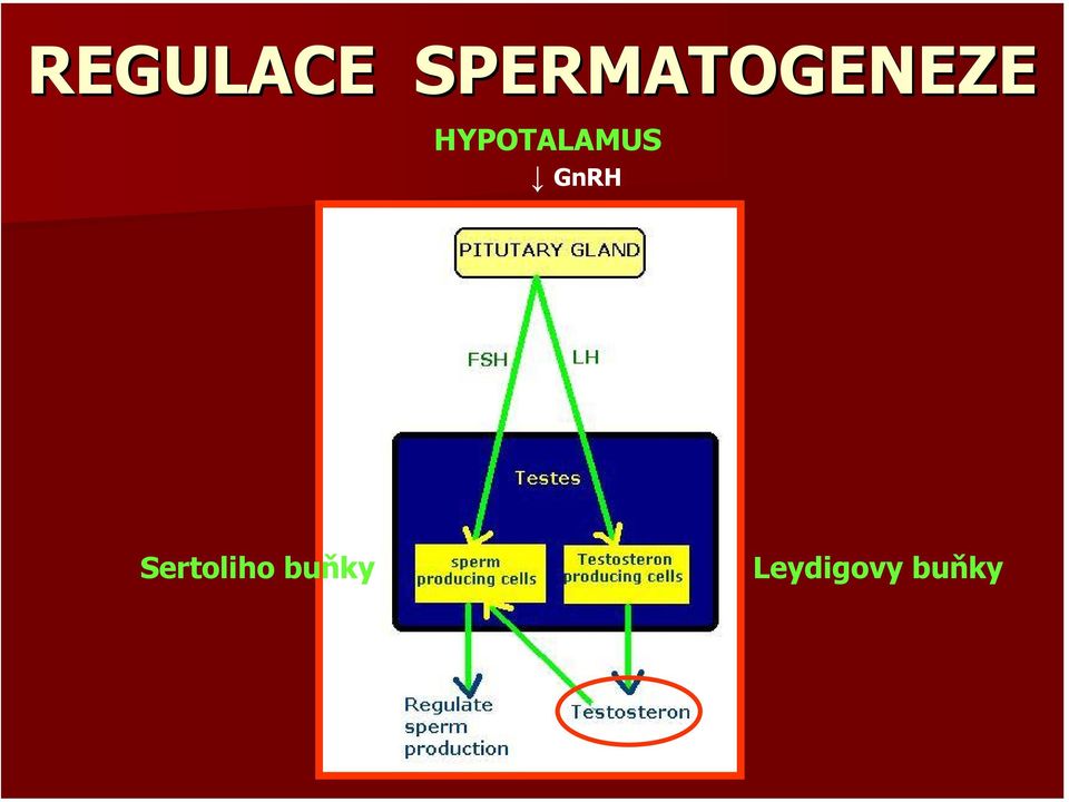 HYPOTALAMUS GnRH