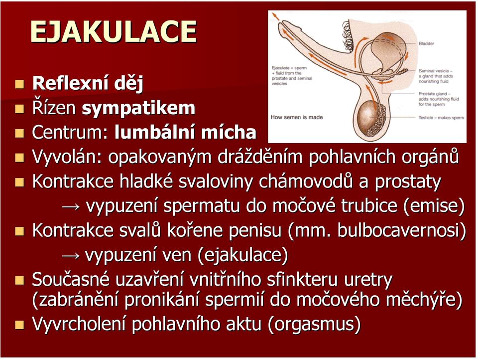 Kontrakce svalů kořene penisu (mm.