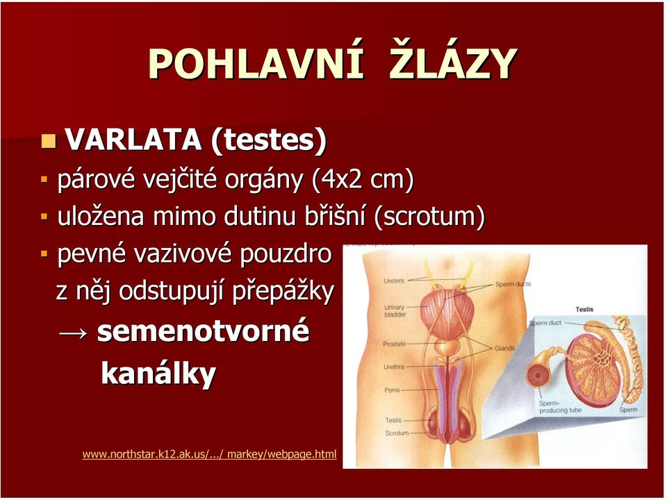 pevné vazivové pouzdro z něj n j odstupují přepážky