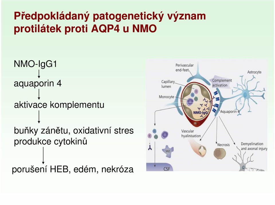 aktivace komplementu buňky zánětu, oxidativní