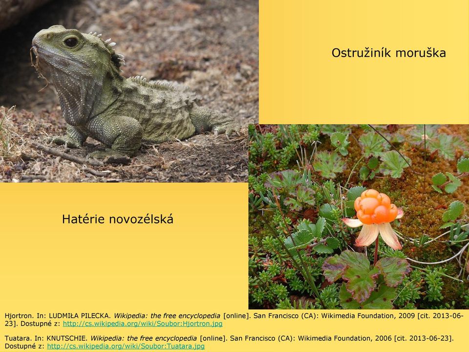 2013-06- 23]. Dostupné z: http://cs.wikipedia.org/wiki/soubor:hjortron.jpg Tuatara. In: KNUTSCHIE.