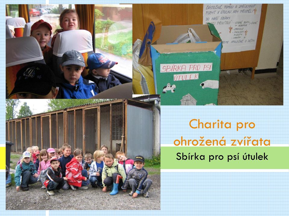 zvířata