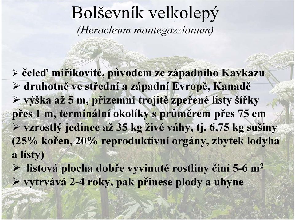 průměrem přes 75 cm vzrostlý jedinec až 35 kg živé váhy, tj.